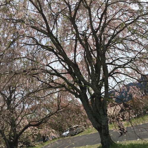 Fallen Petal
