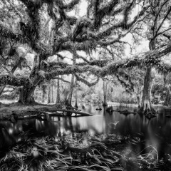Marsh