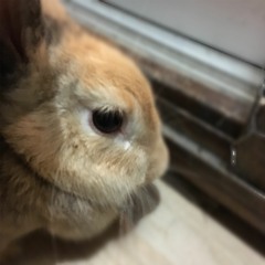 Bunny