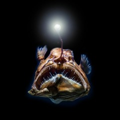 The Food Chain