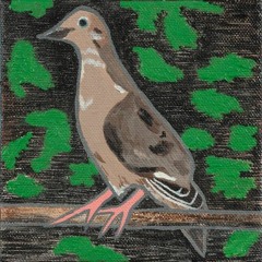 Mourning Dove ILY v1