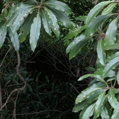 among the leaves (ft. ocoenia)