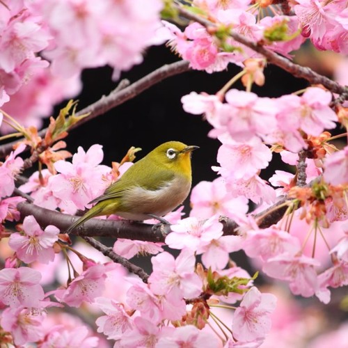 I Love God! He Put The Leaves On The Tree (jam)