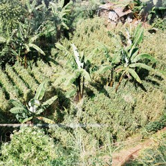 house in a house mix