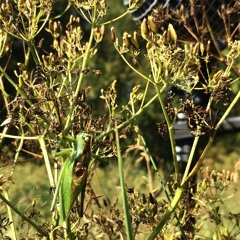 Tettigonia Cantans' dialog. Saku July 2018