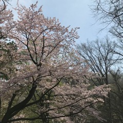 【東方自作アレンジ】桜のいと清らに咲きたるを ～ Unsatisfied Desires【神霊廟】