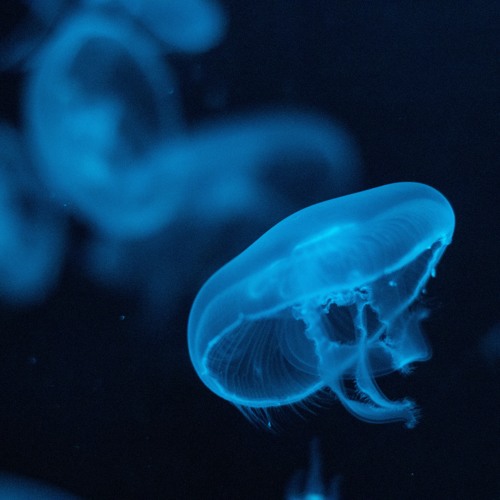 i m   a   j e l l y f i s h ;  h o l d   me , p l e a s e