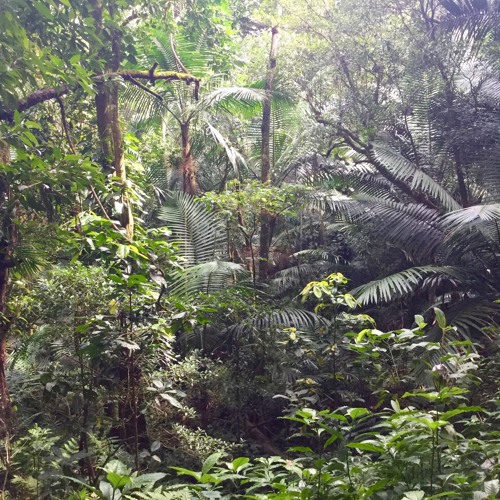 Jazzy Jungle