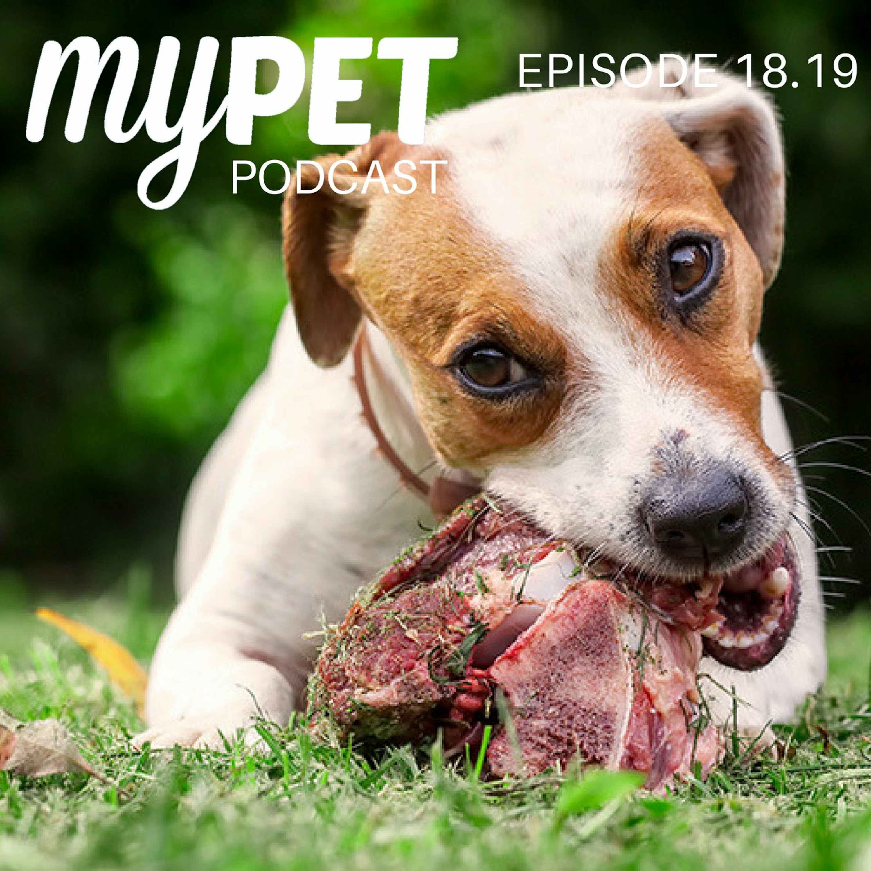 Feeding Bones To Pets, the good and the bad. episode artwork
