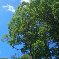 夏木陰(Summer shade of tree)