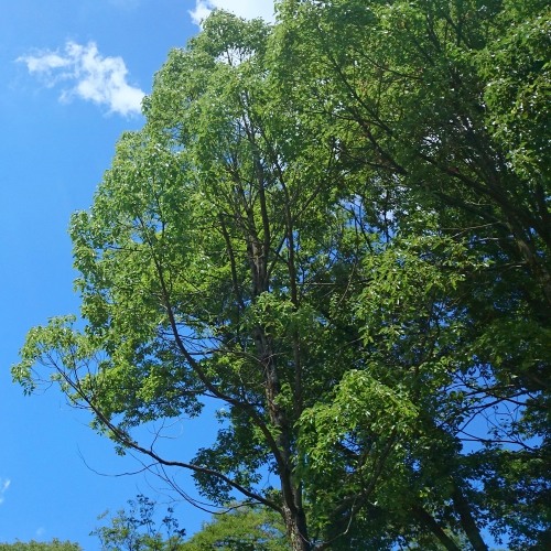 Stream 夏木陰 Summer Shade Of Tree By M K エムケー Listen Online For Free On Soundcloud