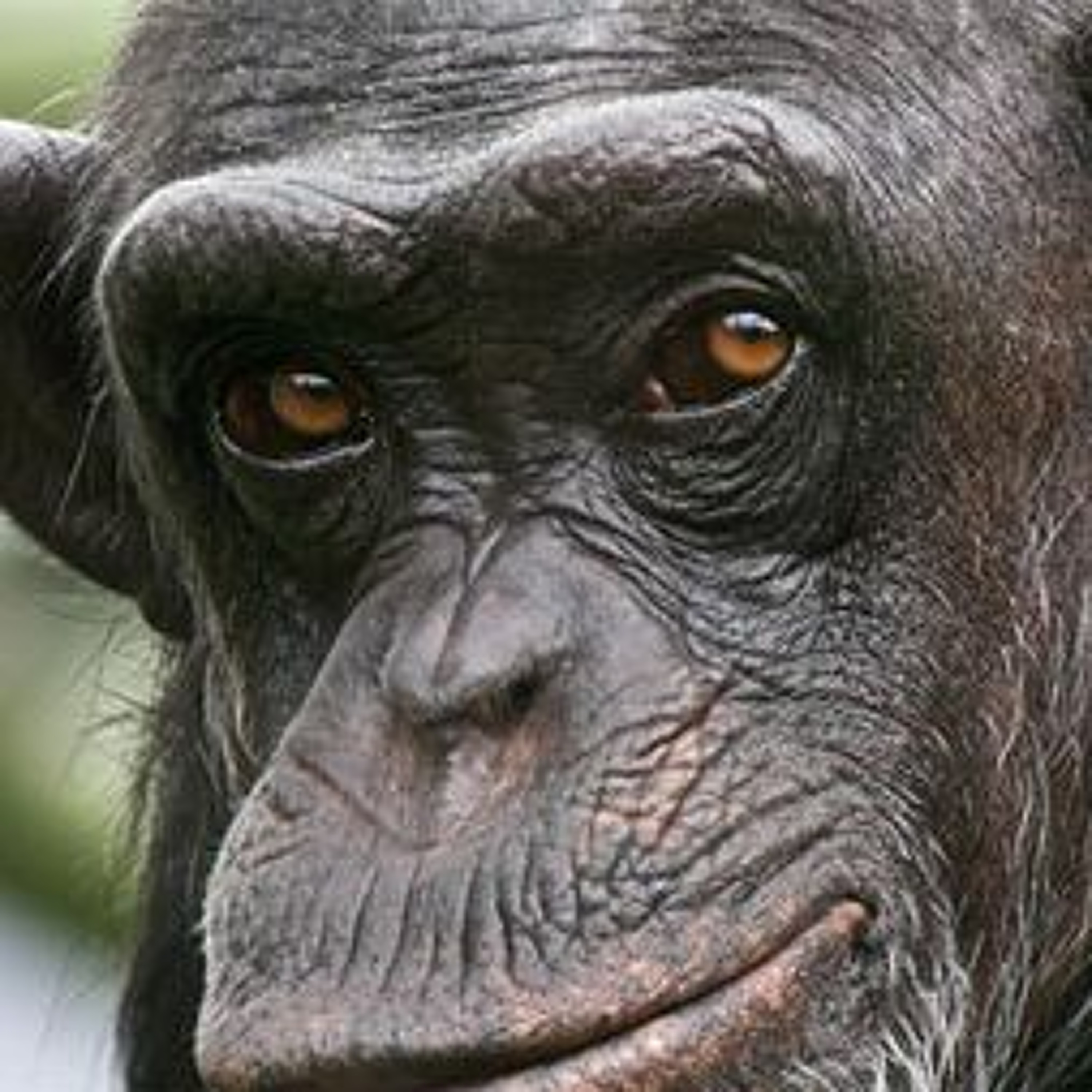 Is animal experimentation torture?