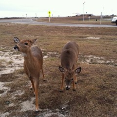 Words (the Immigrant)