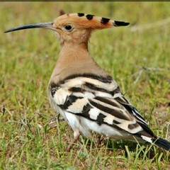 وتفقد الطير فقال مالي لا ارى الهدهد ام كان من الغائبين 🦅