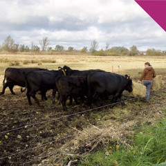 New Age of Agriculture mit Schwarze Kuh