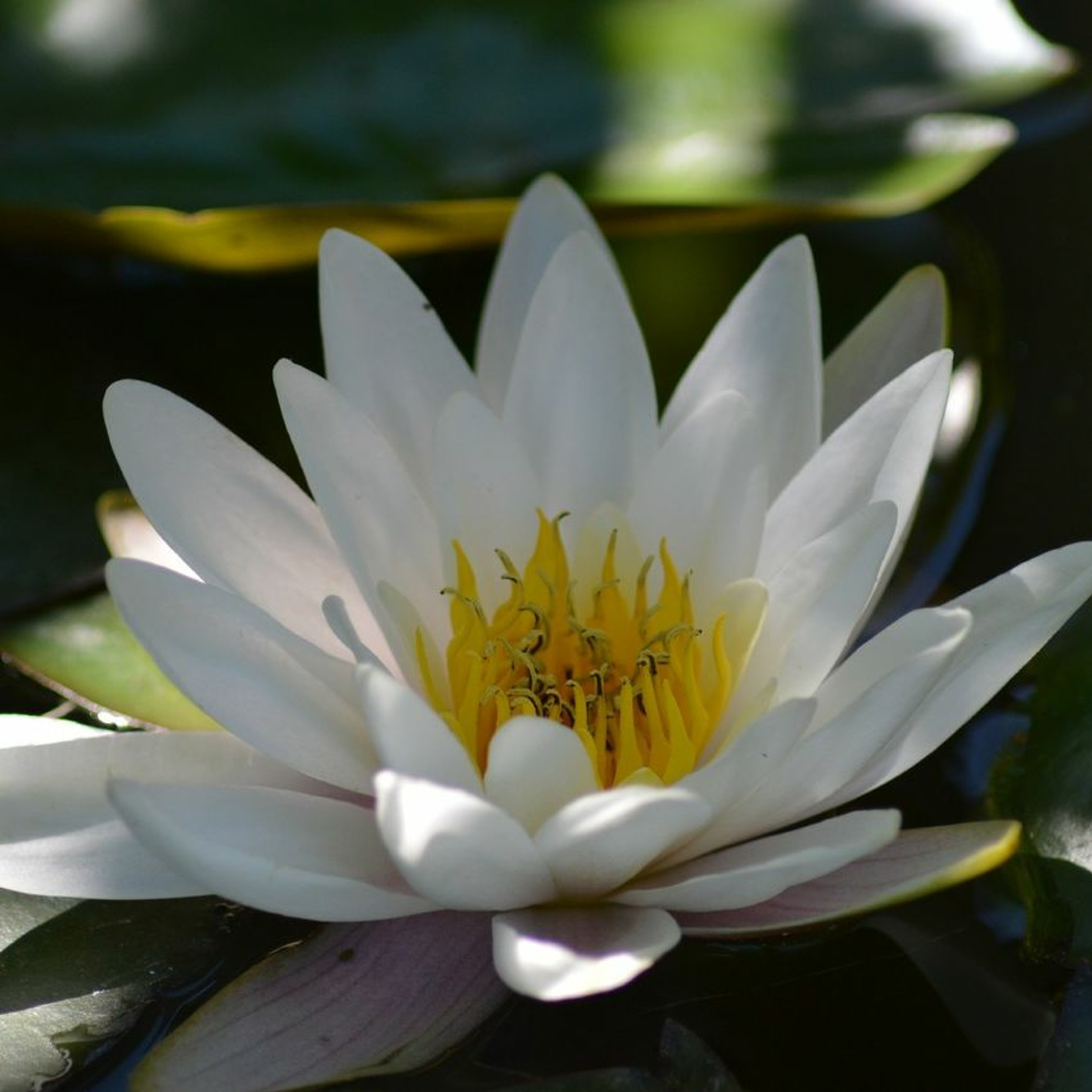 Natural Meditation podcast