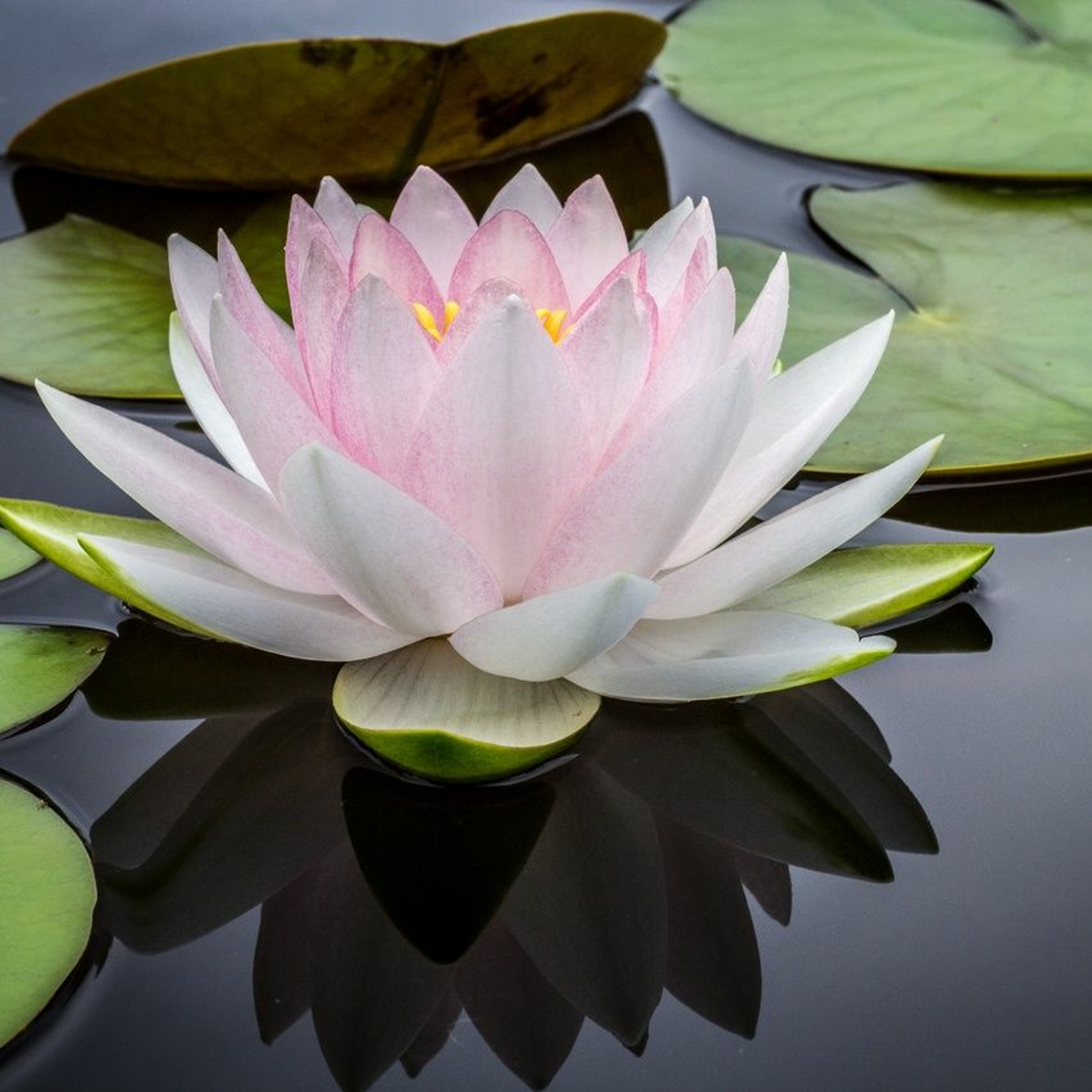 Natural Meditation podcast