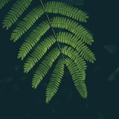 NBSPLV - Hidden Place