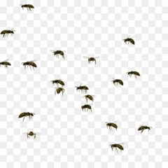 An Excellent Mosquito