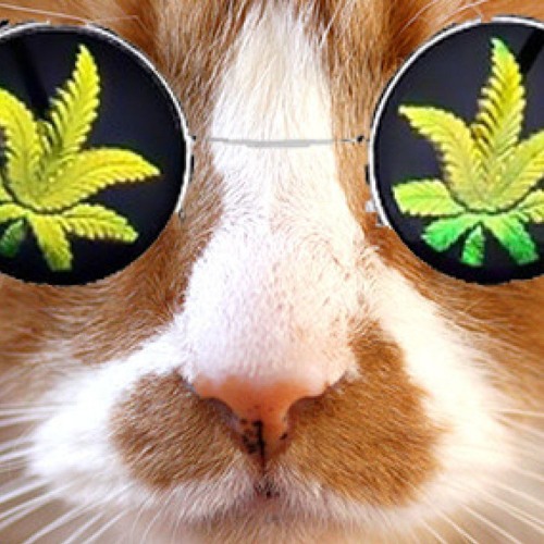 Petit Chat Weed Dans Boule De Poil By Petit Chat