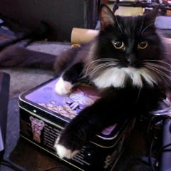 Cult Quartet I Live At Volt Divers 7.14.18 (1)