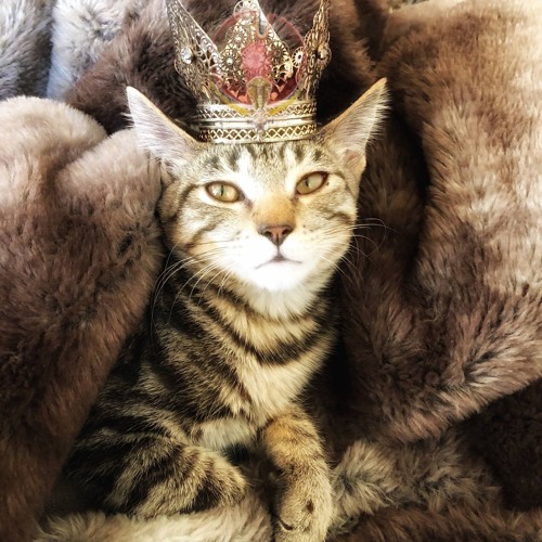 Treavor Moontribe Live 25 Year Moontribe Anniversary