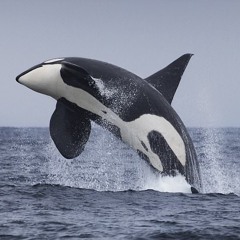 ORCA ~ prod. by TM Beats