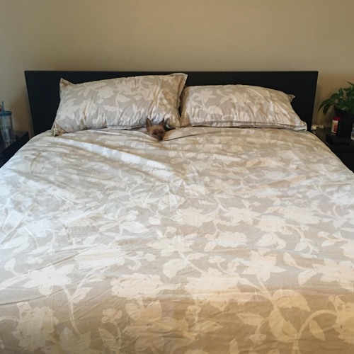 bed song