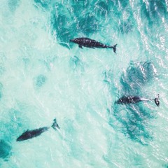 Stellamara - Zablejalo (Guitar Remix - Hazem)