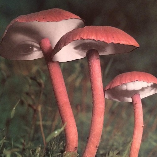 Dr.Docs - Shrooms (prod. by Ocean Beats)