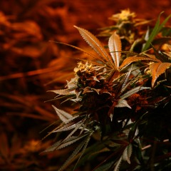 M \/ T H /\ L \/ N D