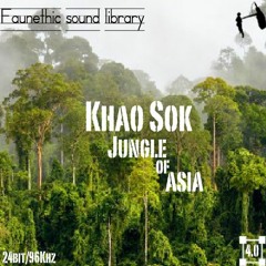 Khao Sok Jungle Faunethic Sound Library Preview