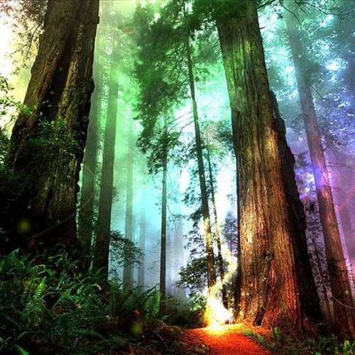 A WALK IN THE FOREST