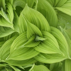 DMFD1 Mixtape - Sunday Afternoon House (All Vinyl Mix)