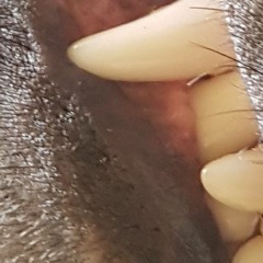 Ugly Creatures