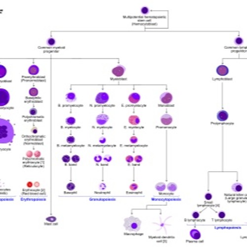 Hemopoiesis