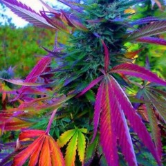 Lobo x Audi3k - Colorful Cannabis