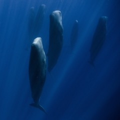 Als ein Wal die Zeit stahl