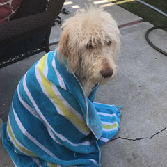 Sunflower by Rex Orange County (Cover by Gavin Walker)