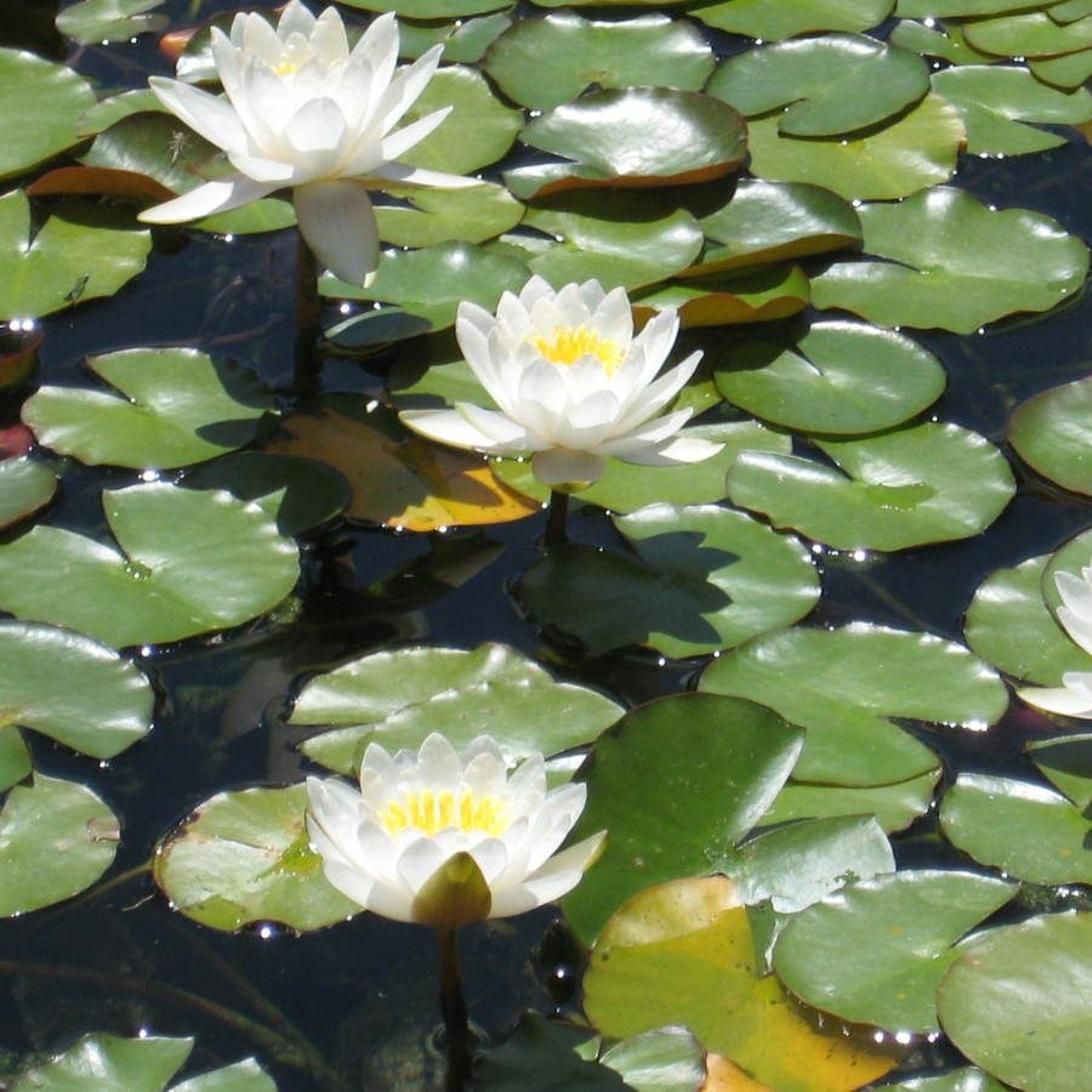 Natural Meditation podcast
