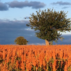 Le Chant des Colombes