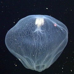 The scyphomedusa Deepstaria