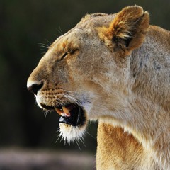 Hungry | Hip Hop & Rap Instrumental Preview