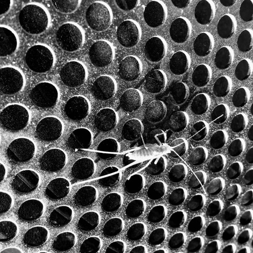 Daniel Steinfels joins sunnyboy