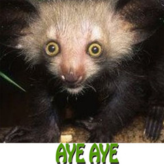 Aye Aye