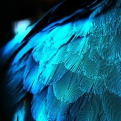 Blue Feathers
