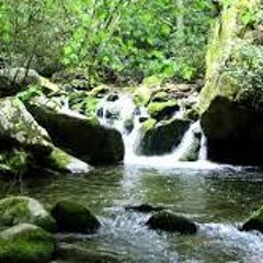 Sons da natureza