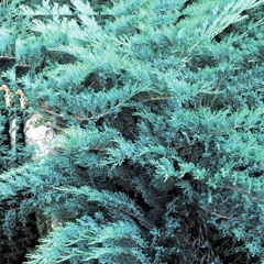Lleaf