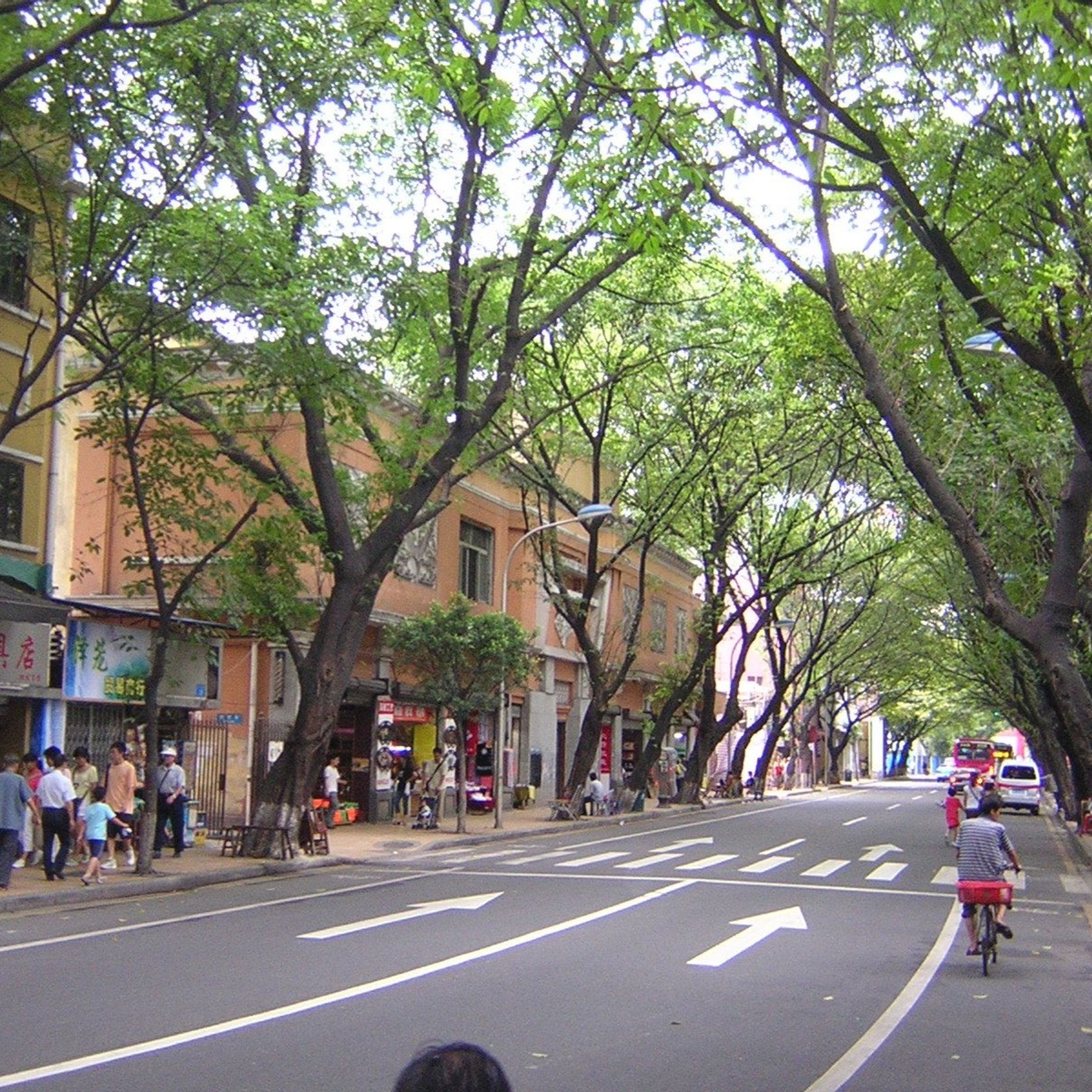 Guanghou Cicadas