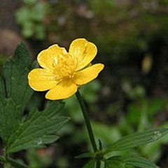 buttercup